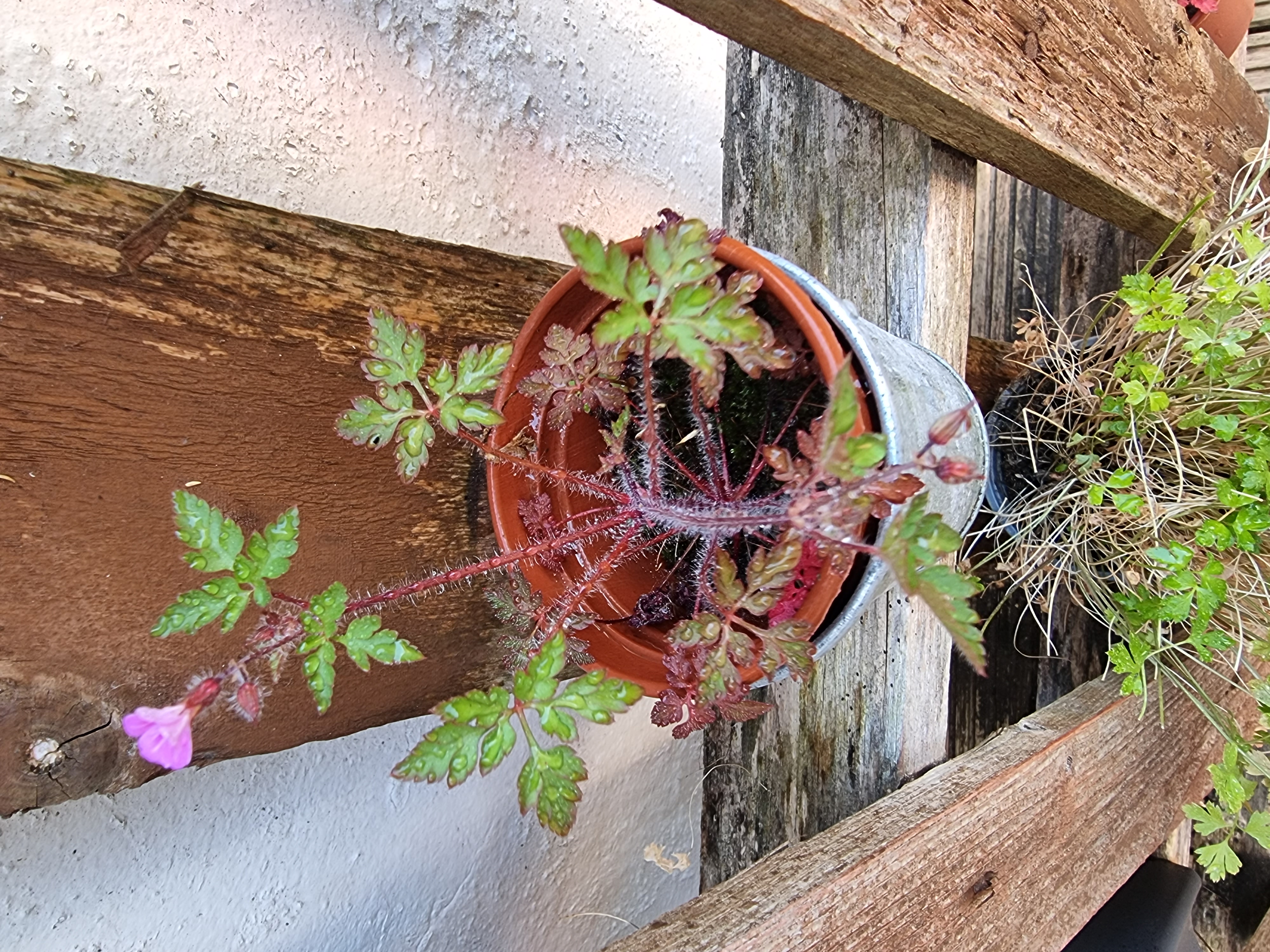 Photo of the plant species Little-Robin by @NoisyBlue named Kylie on Greg, the plant care app