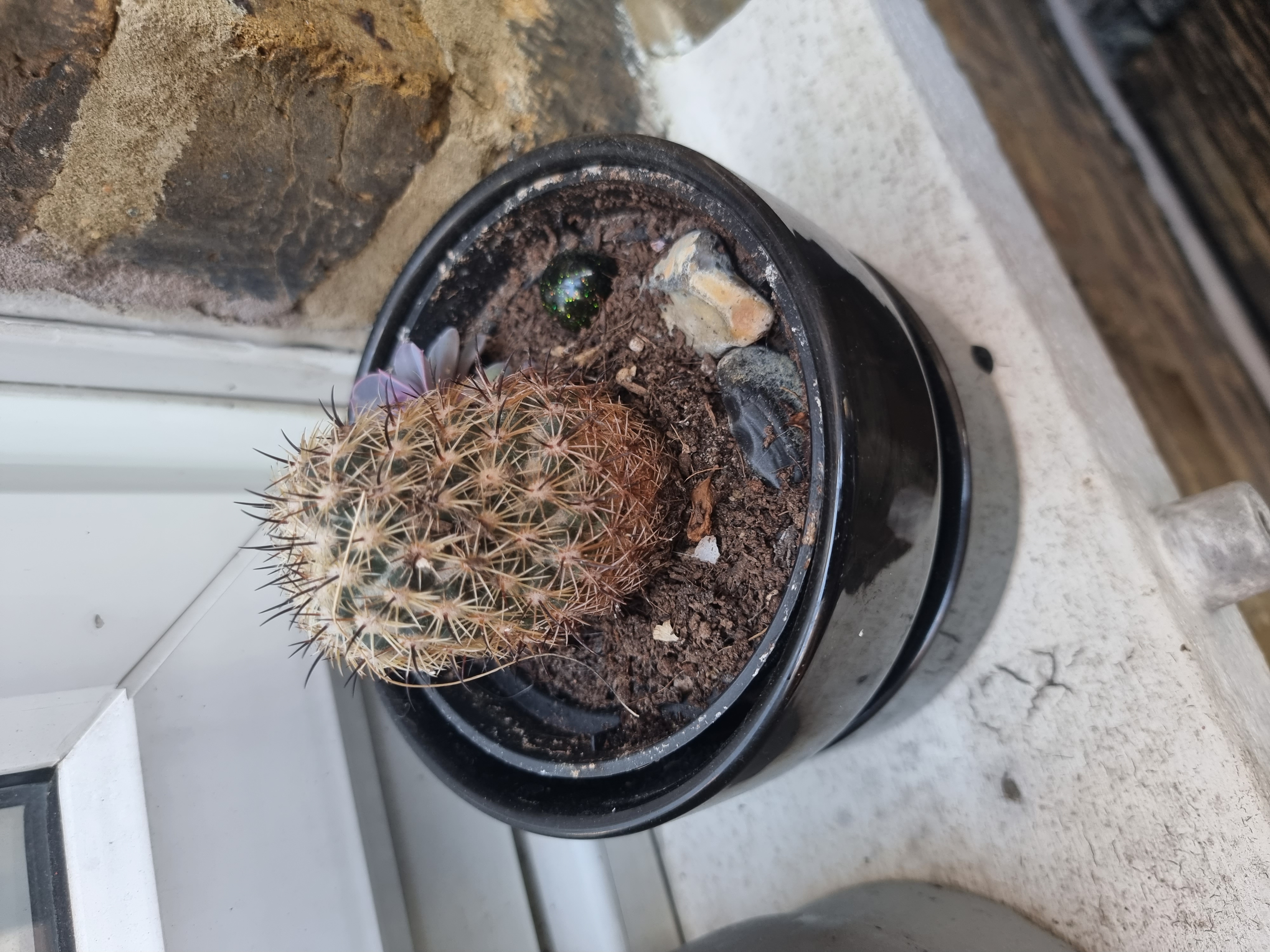 A Parodia x erubescens cactus in a black pot near a window.