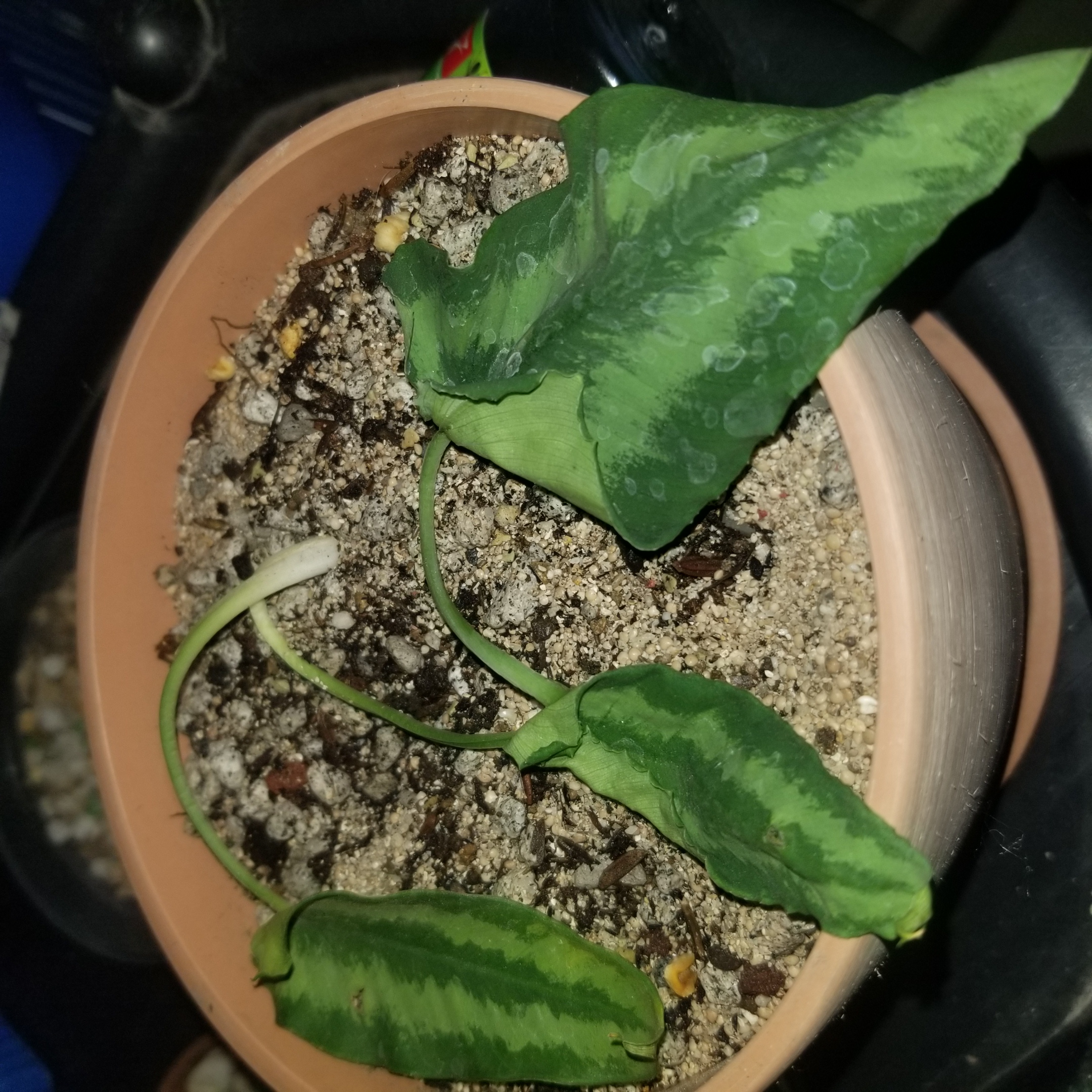 Potted Schismatoglottis wallichii plant with three leaves showing some browning and curling.
