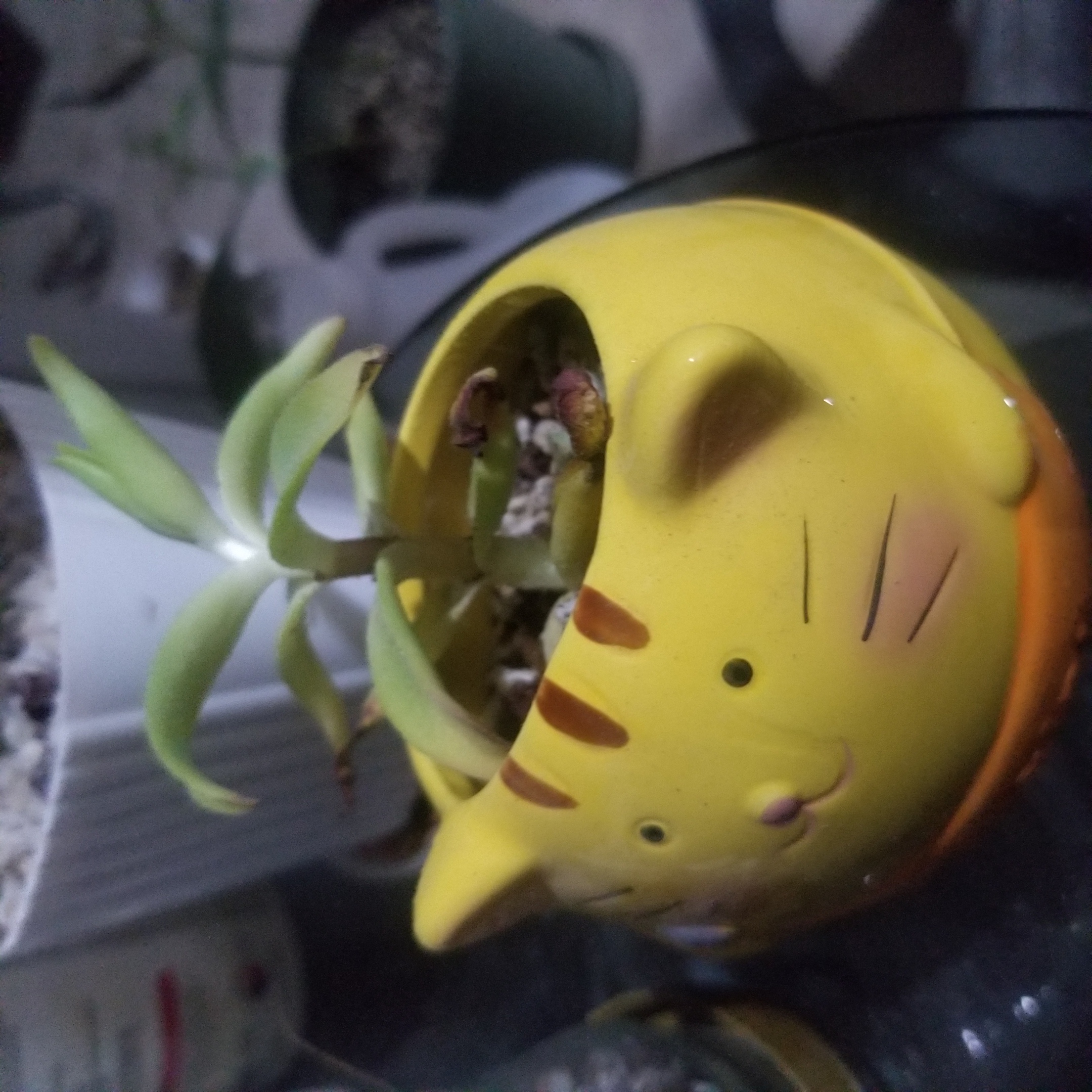 Crassula capitella 'Campfire' plant in a yellow cat-shaped pot with some browning leaves.