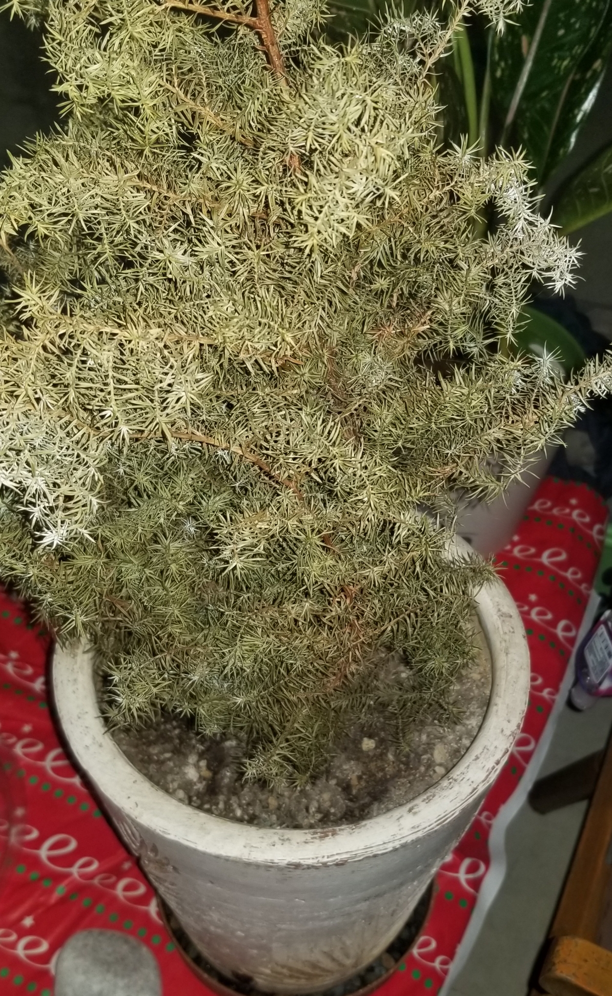 Plant care for Cupressus guadalupensis on Greg, the plant care app