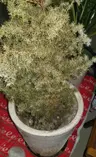 Plant care for Bald Cypress on Greg, the plant care app