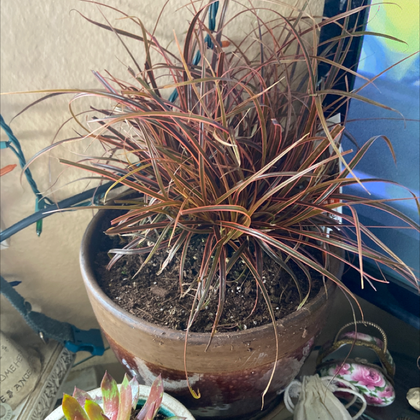 Photo of the plant species Red Hooked Sedge by @PlantMomma243 named Big Red on Greg, the plant care app