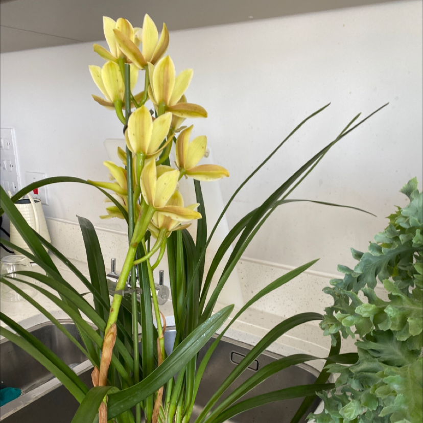 Photo of the plant species Cymbidium Panalatinga by @HotLilac named Oscar on Greg, the plant care app