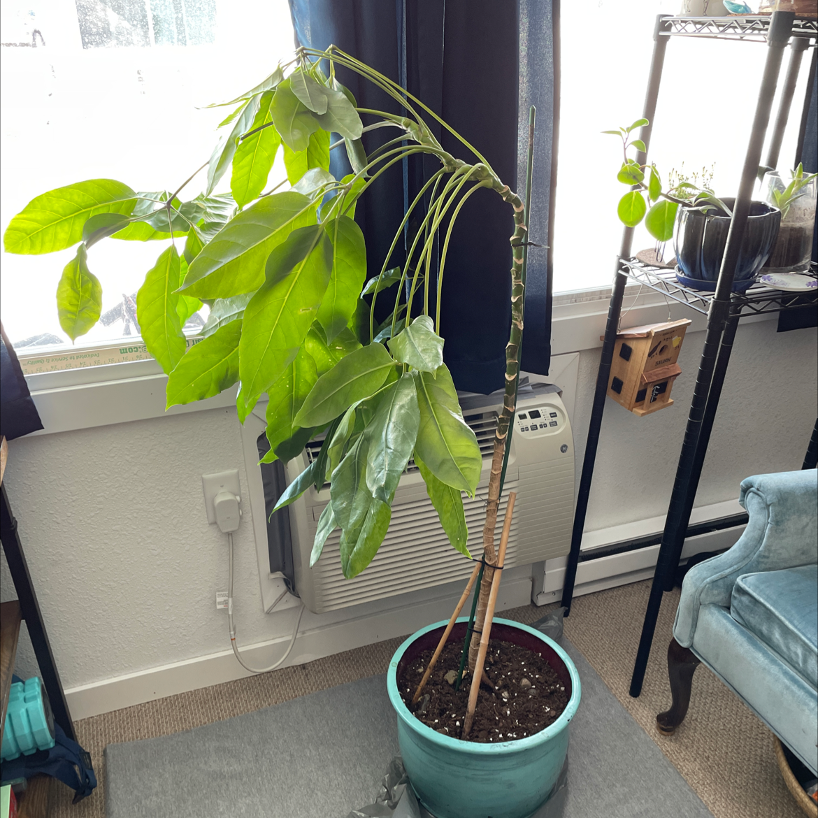 A healthy, thriving Umbrella Tree houseplant with lush green leaves in a green pot, no signs of disease or discoloration.