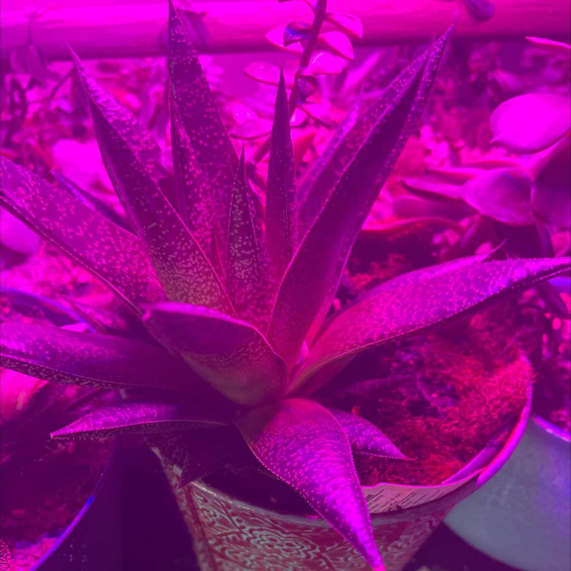 Bredasdorp Gasteria succulent under pink artificial lighting in a decorative pot.