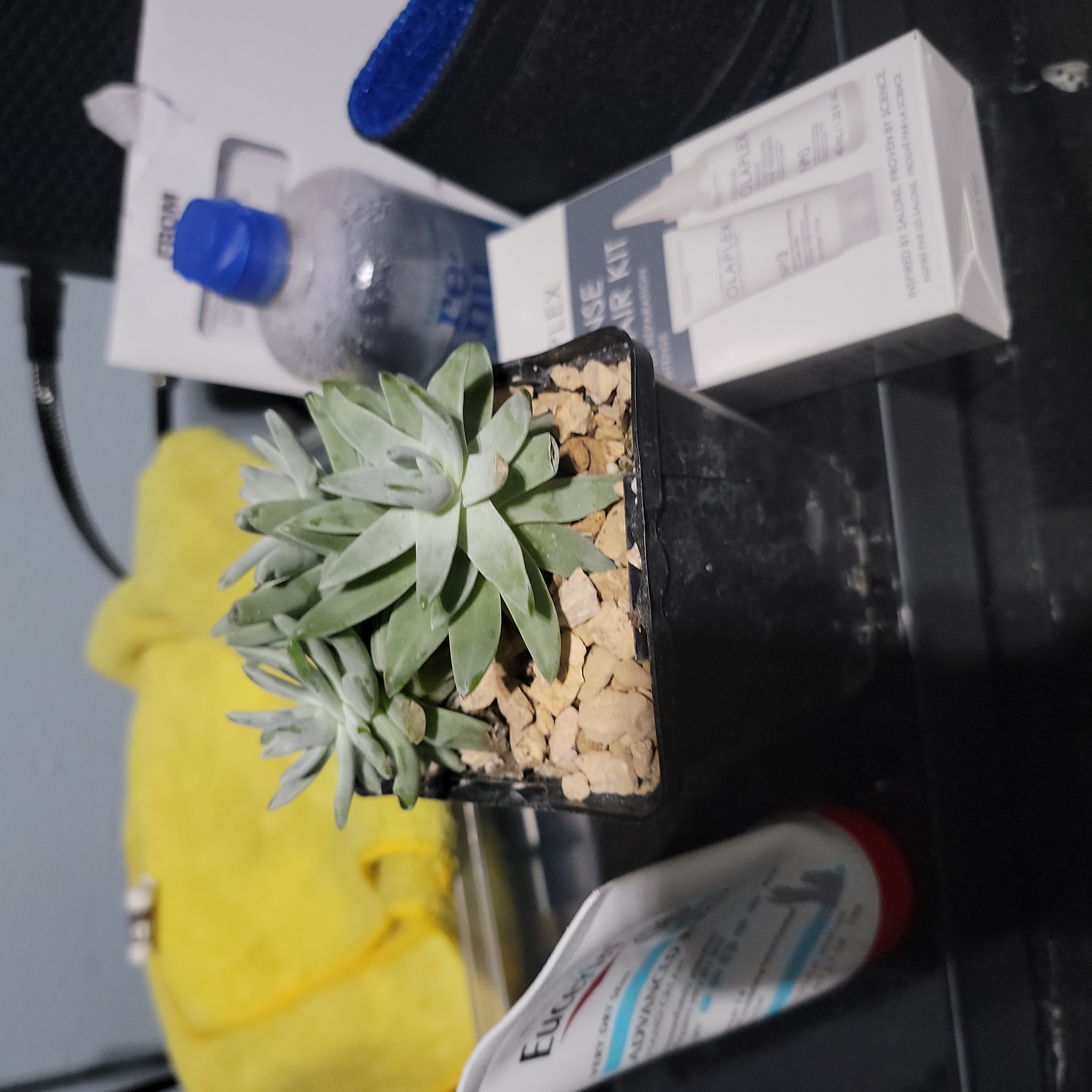 Photo of the plant species Munchkin Liveforever by @GrownGasplant named Sproutacus on Greg, the plant care app