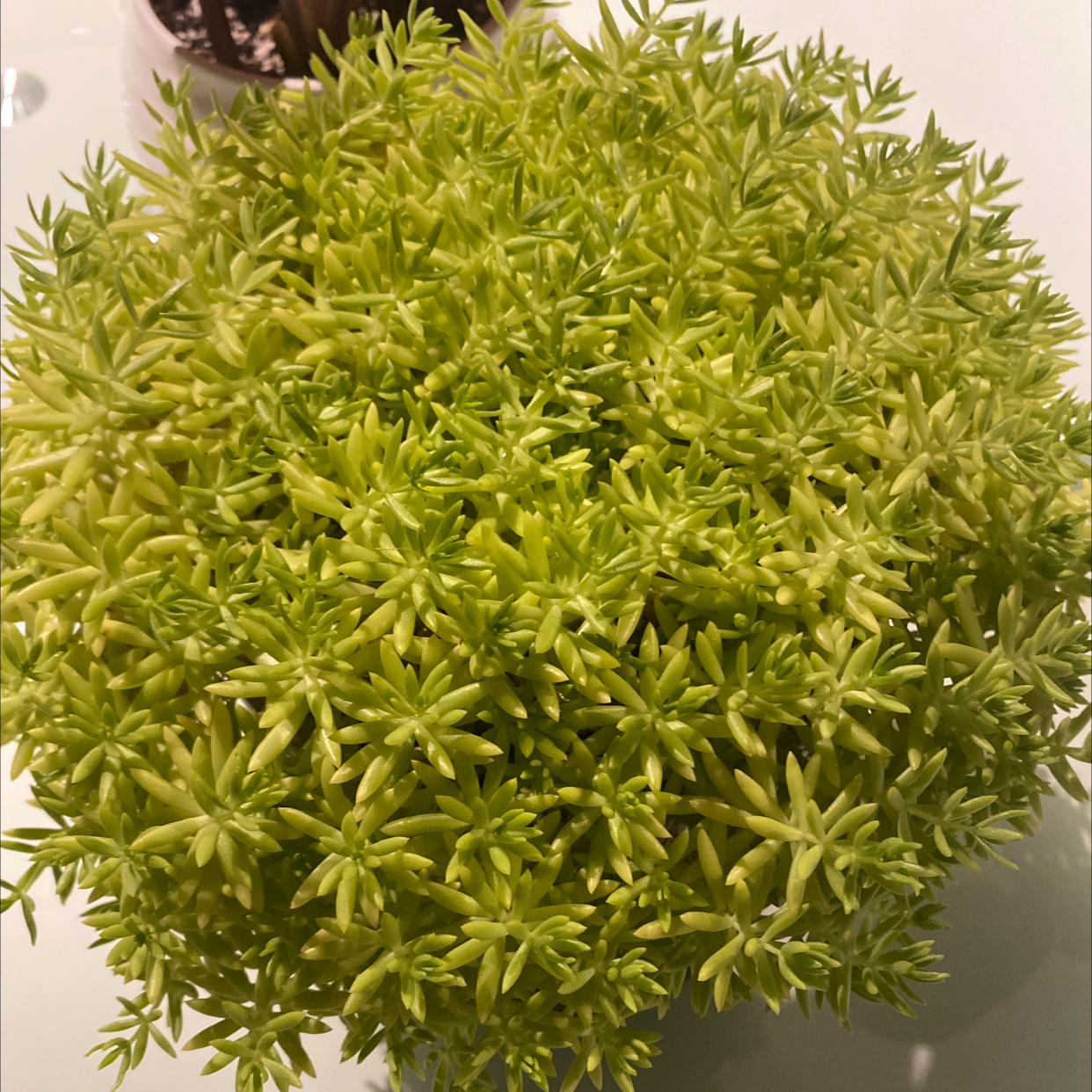 Healthy Jenny's Stonecrop with vibrant green foliage.