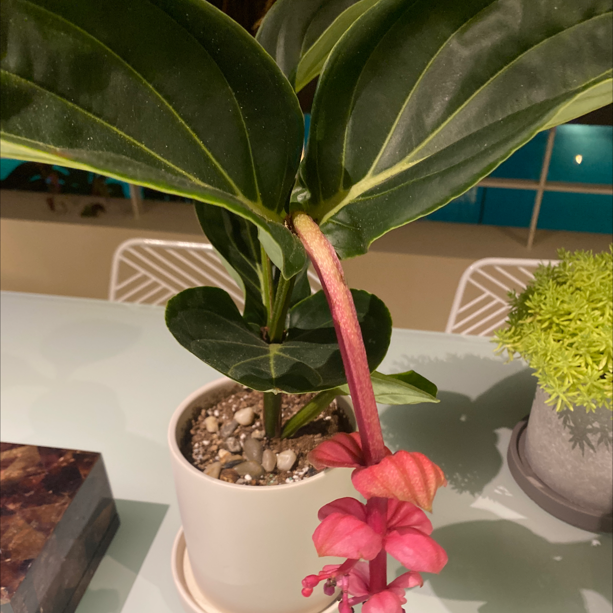 Showy Medinilla plant in a white pot with large green leaves and a pink flower.