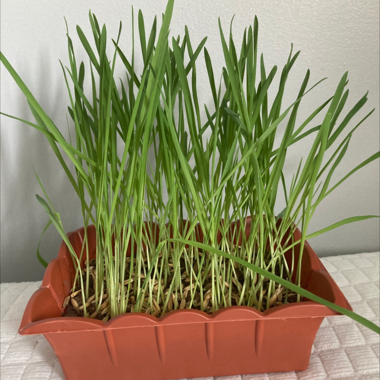 Healthy cat grass plant in a rectangular pot with green, upright leaves.