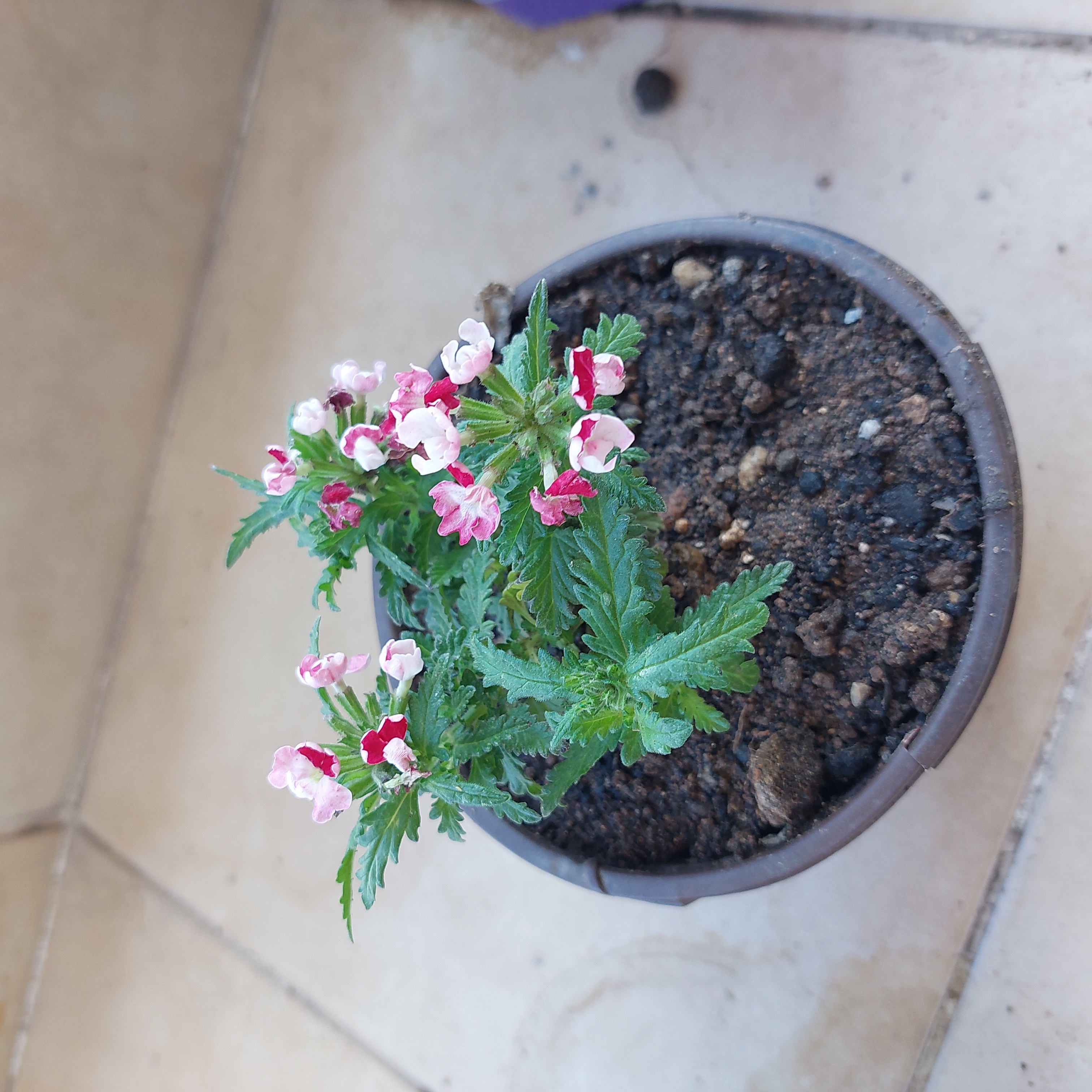Photo of the plant species Mediterranean Lineseed by @YeahShadbush named Diana on Greg, the plant care app