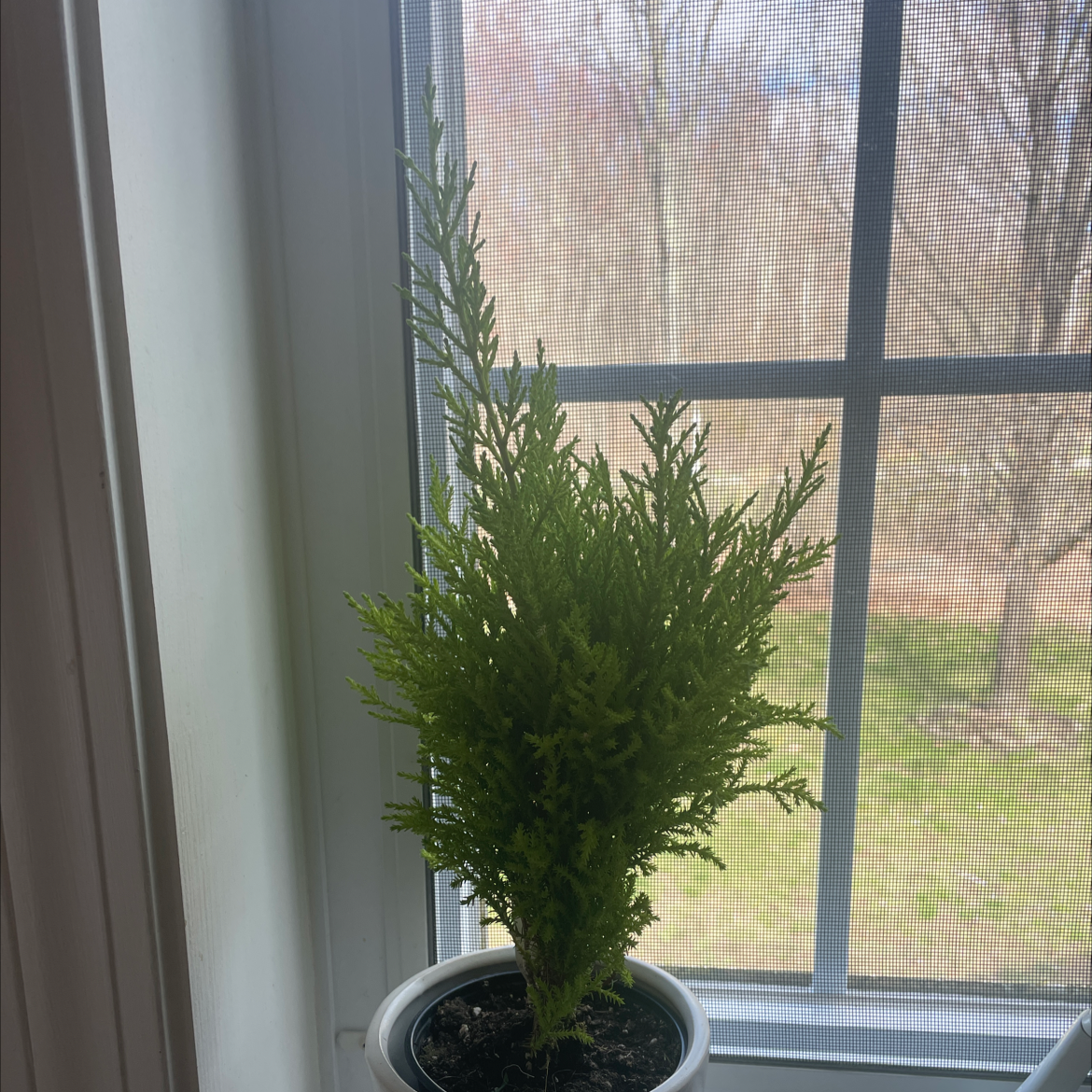 Potted Mediterranean Cypress near a window, healthy and well-framed.