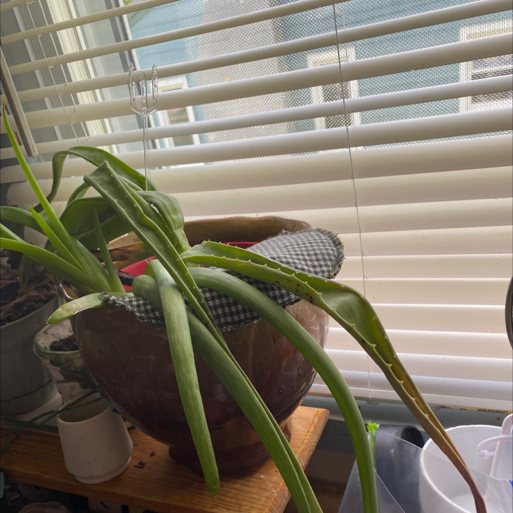 Sick Aloe