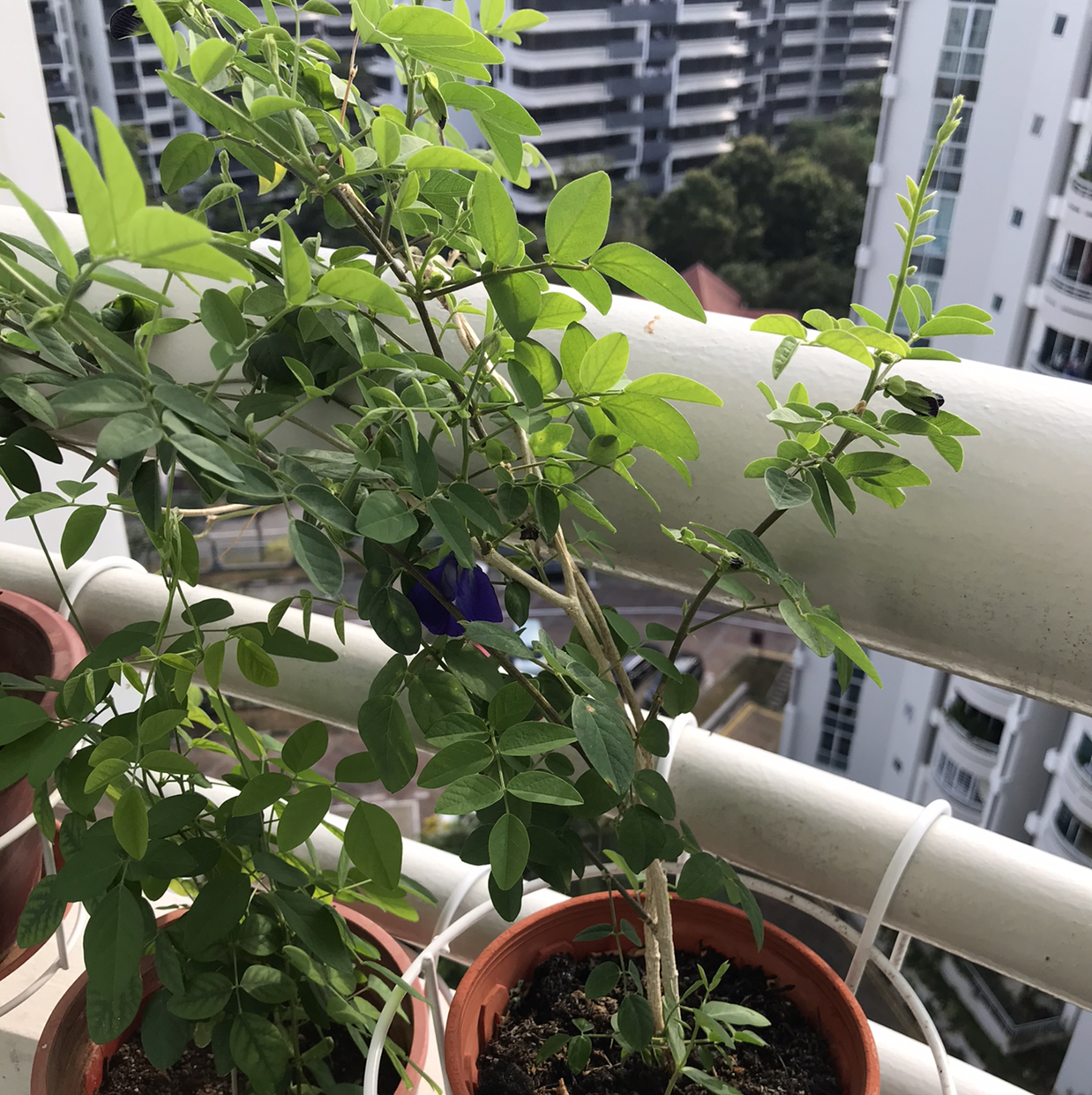 Potted Asian Pigeonwings plant with green leaves and a blue flower on a balcony.