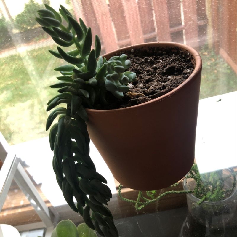 Healthy Burro's Tail succulent plant with long trailing stems and small blue-green leaves, growing in a brown ceramic pot.
