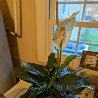 Peace Lily plant in Richmond, Virginia