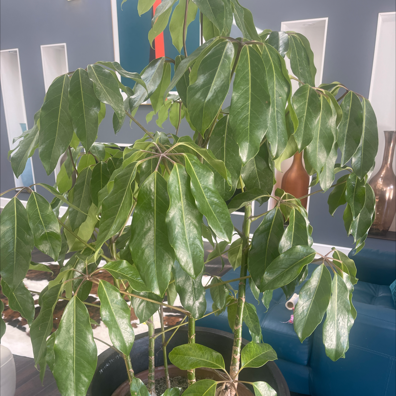 🌂 Why Is My Umbrella Tree Dropping Leaves?