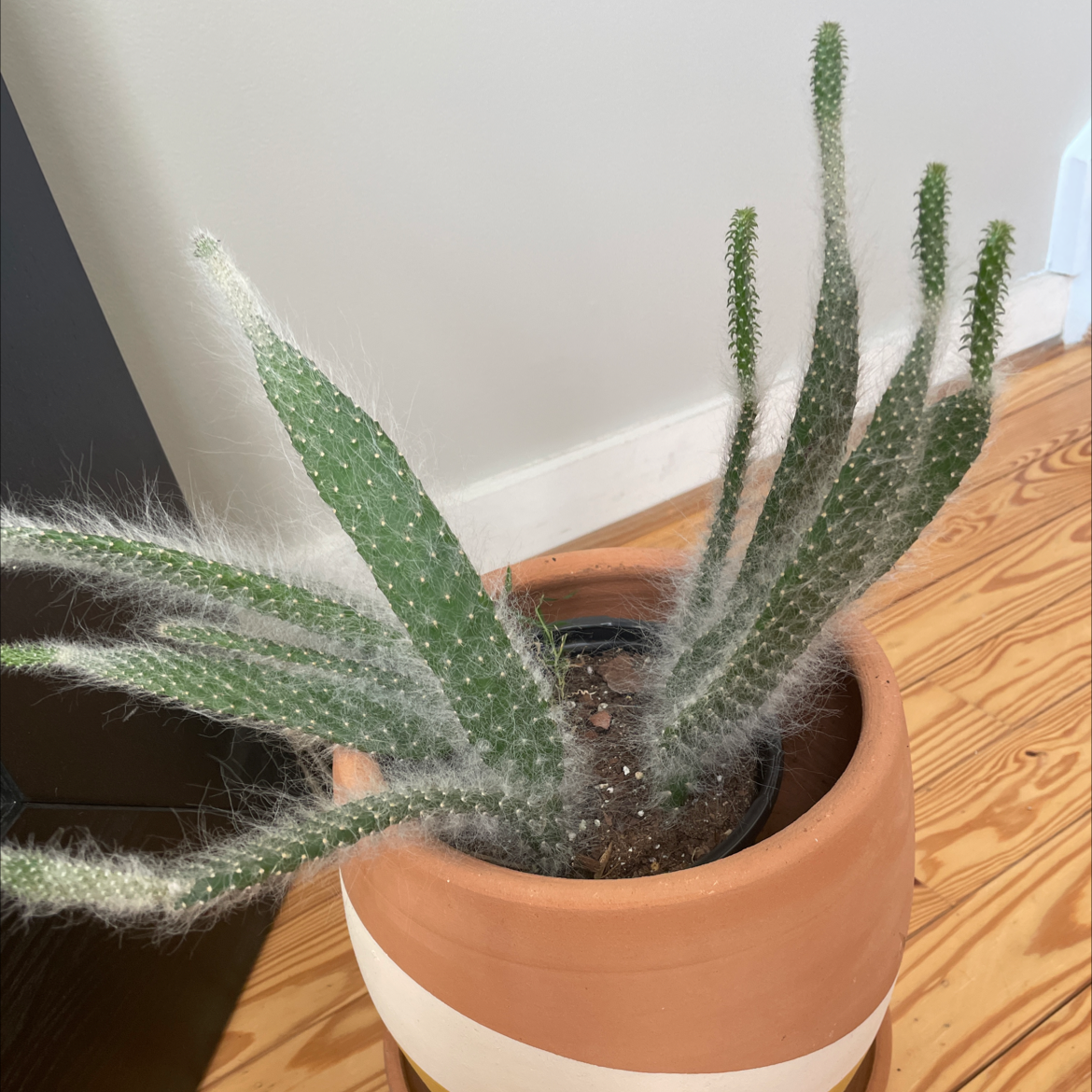 Potted Mexican Night-Bloom Cereus cactus with elongated stems and white spines.