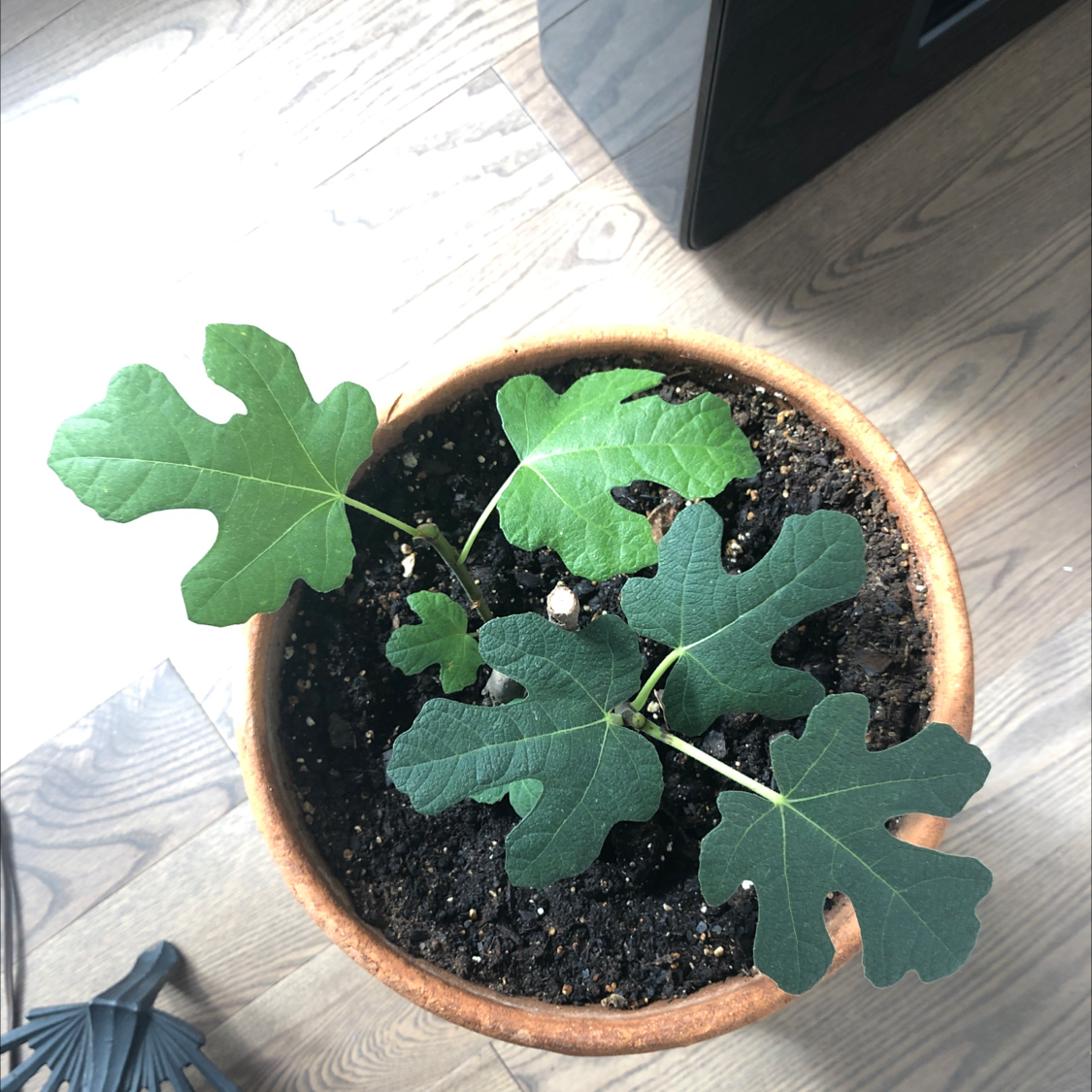 Potted Brown Turkey Fig plant with healthy, broad, lobed leaves.