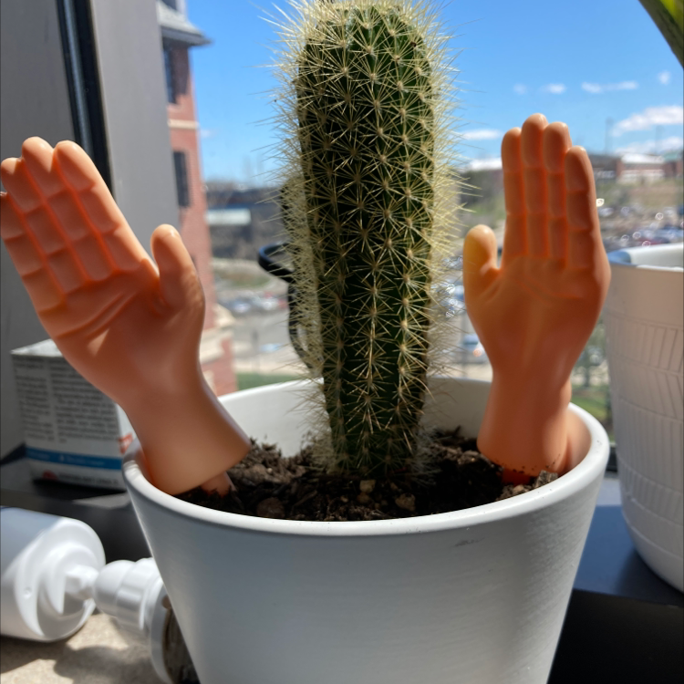 Potted Golden Snakecactus with two small plastic hands in the soil, placed by a window.