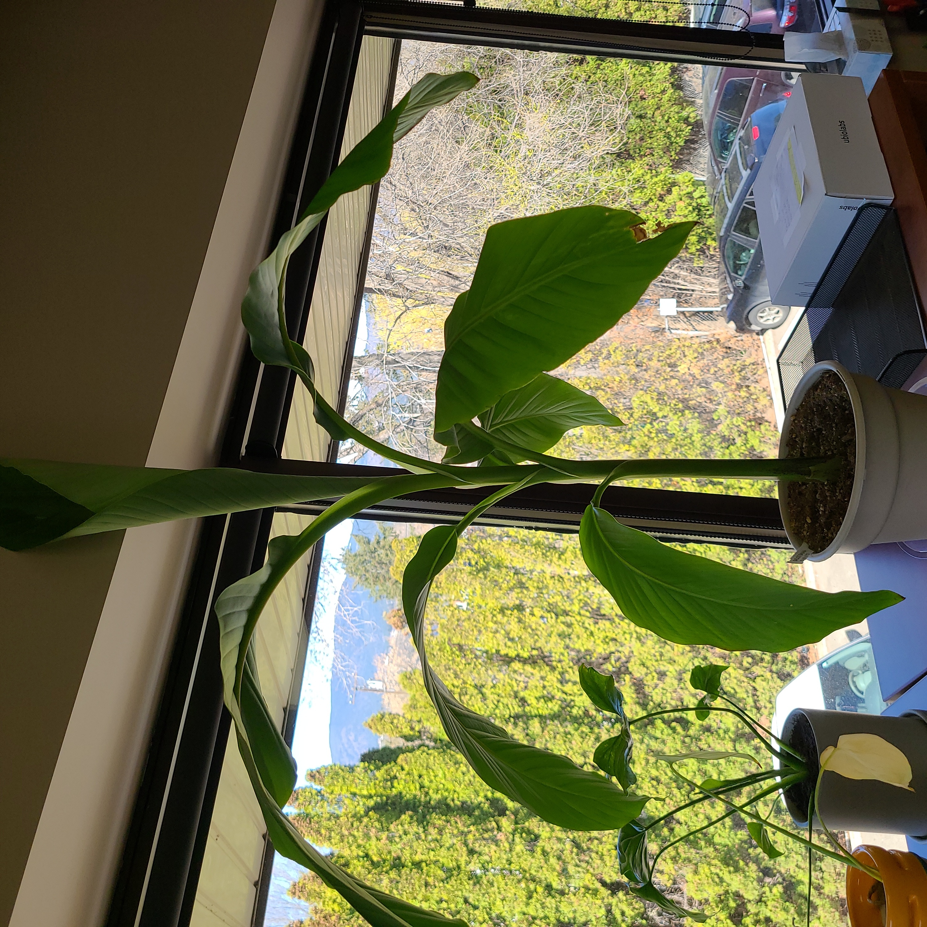 Indoor potted Japanese Banana plant with large green leaves near a window.