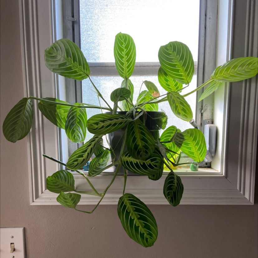 Green Prayer Plant plant photo by @savi_b named Athena on Greg, the plant care app.
