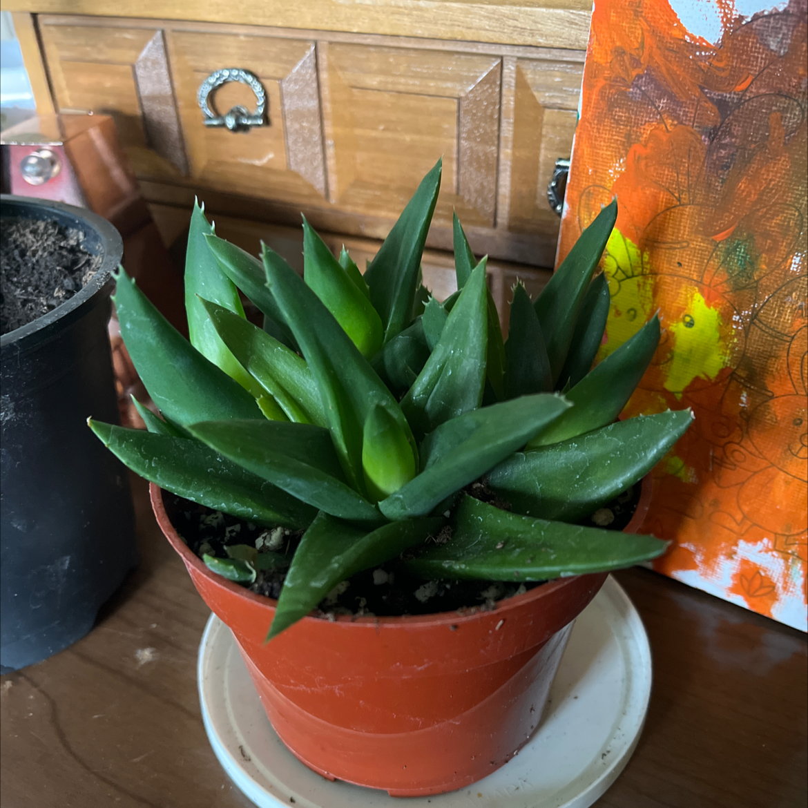 Healthy Fynbos aloe plant in a small pot with green leaves, well-framed and centered.