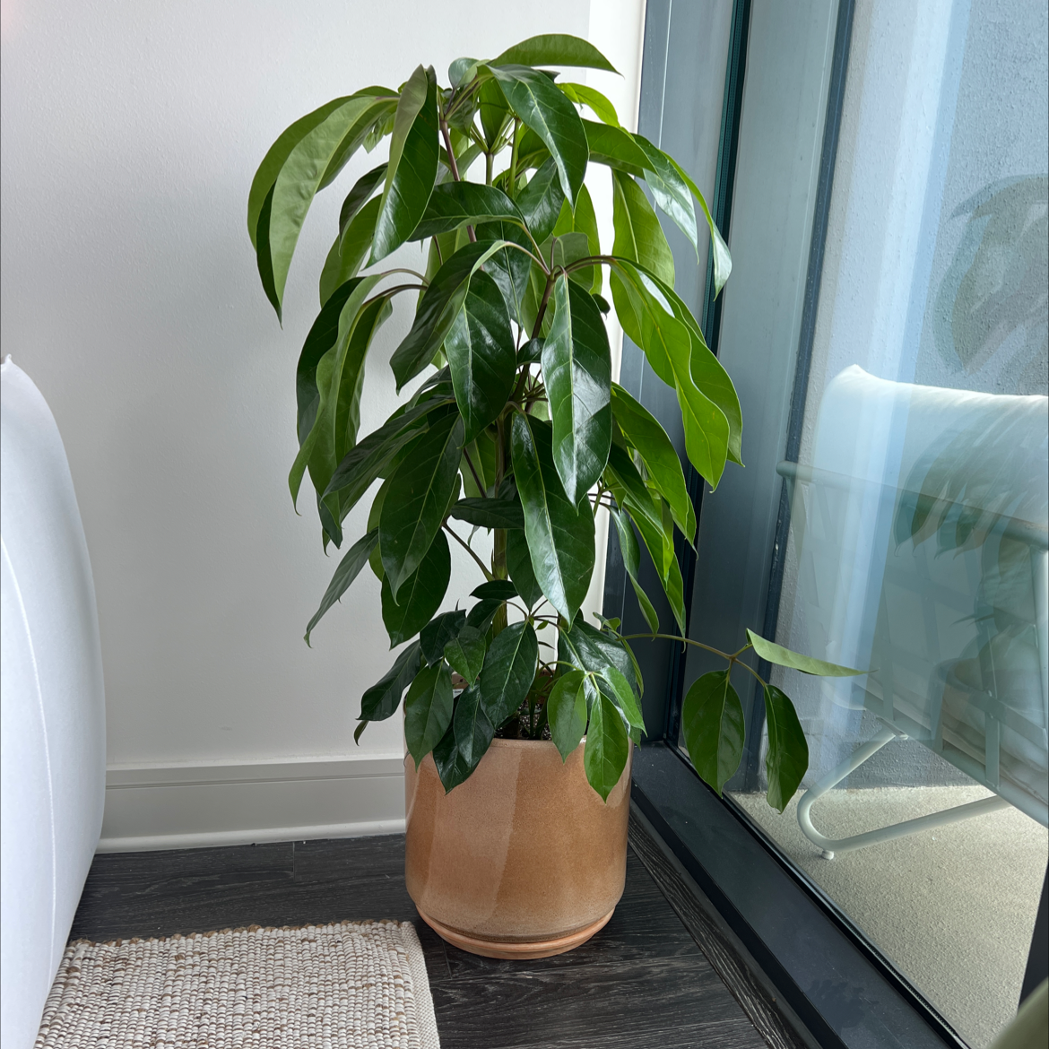 Healthy Alpine Schefflera plant in a pot near a window.