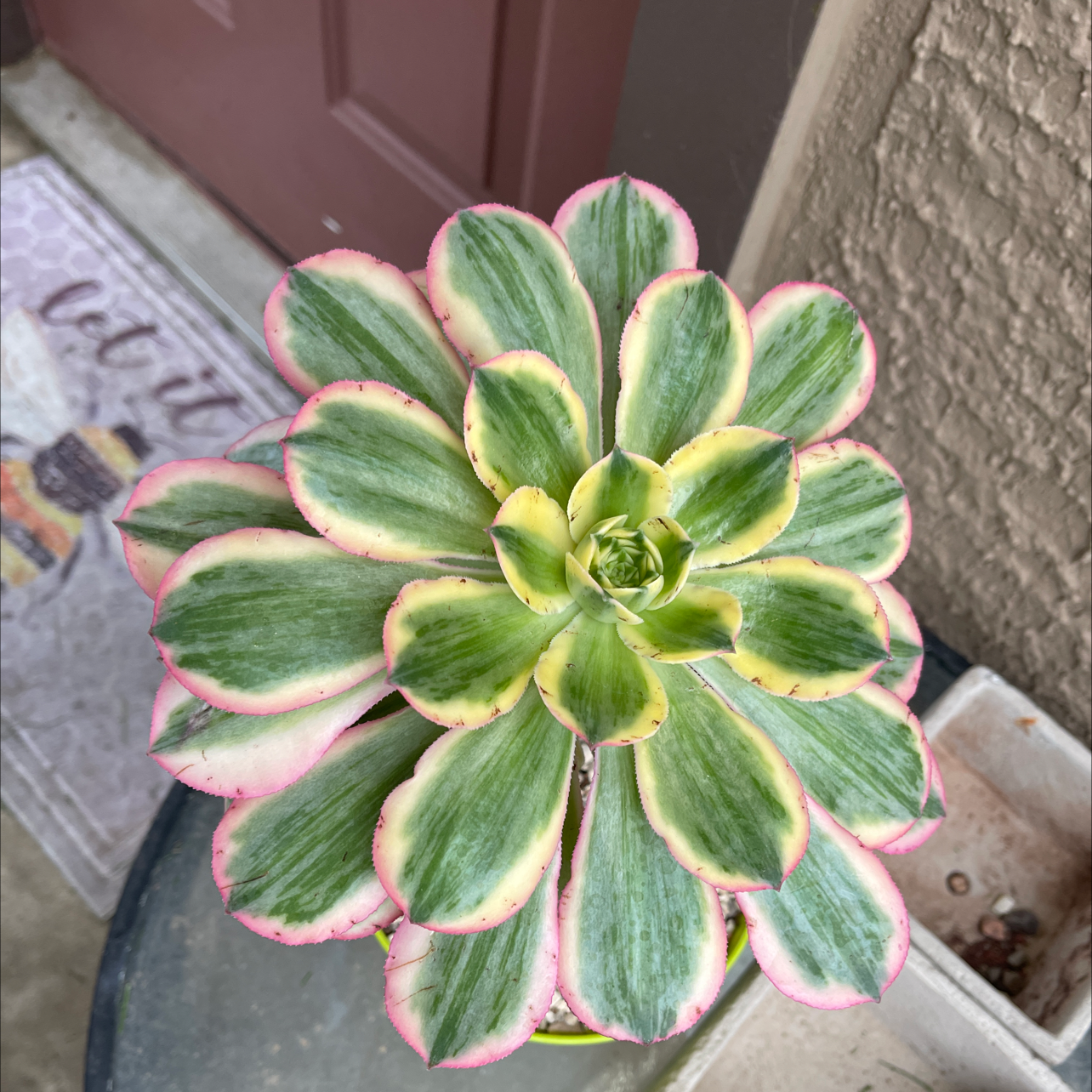 Aeonium 'Sunburst' plant with green, yellow, and pink variegated leaves.
