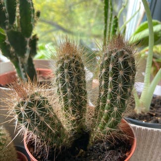 Lady Finger Cactus plant in Warsaw, Masovian Voivodeship