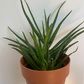 Aloe vera plant in Warsaw, Masovian Voivodeship