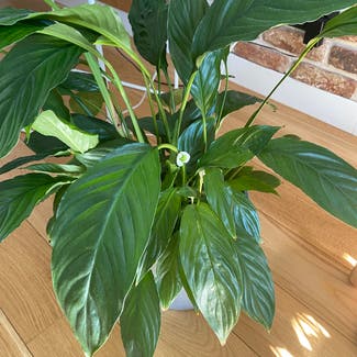 Peace Lily plant in Warsaw, Masovian Voivodeship