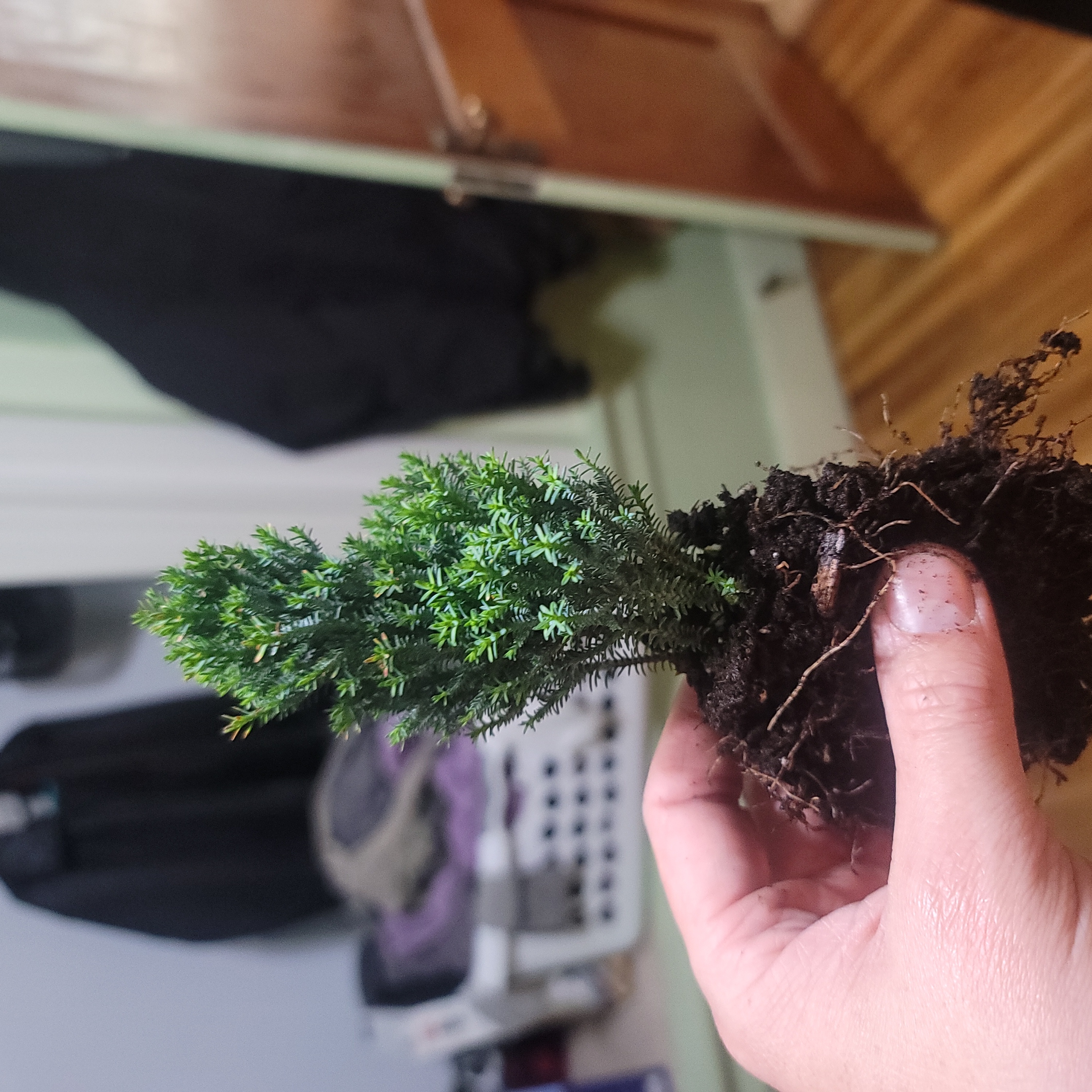 Lawson Cypress plant being held by a hand with visible soil and roots.