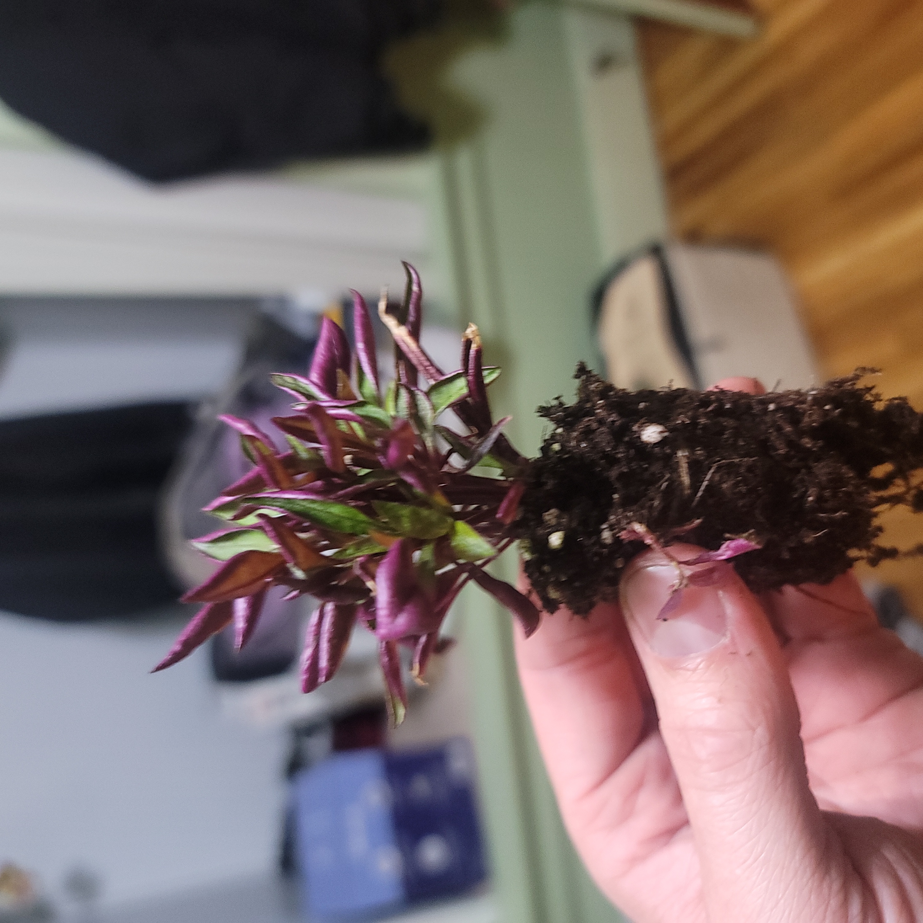 Photo of the plant species Red Threads Alternanthera by @CivilKawaka named Lola on Greg, the plant care app