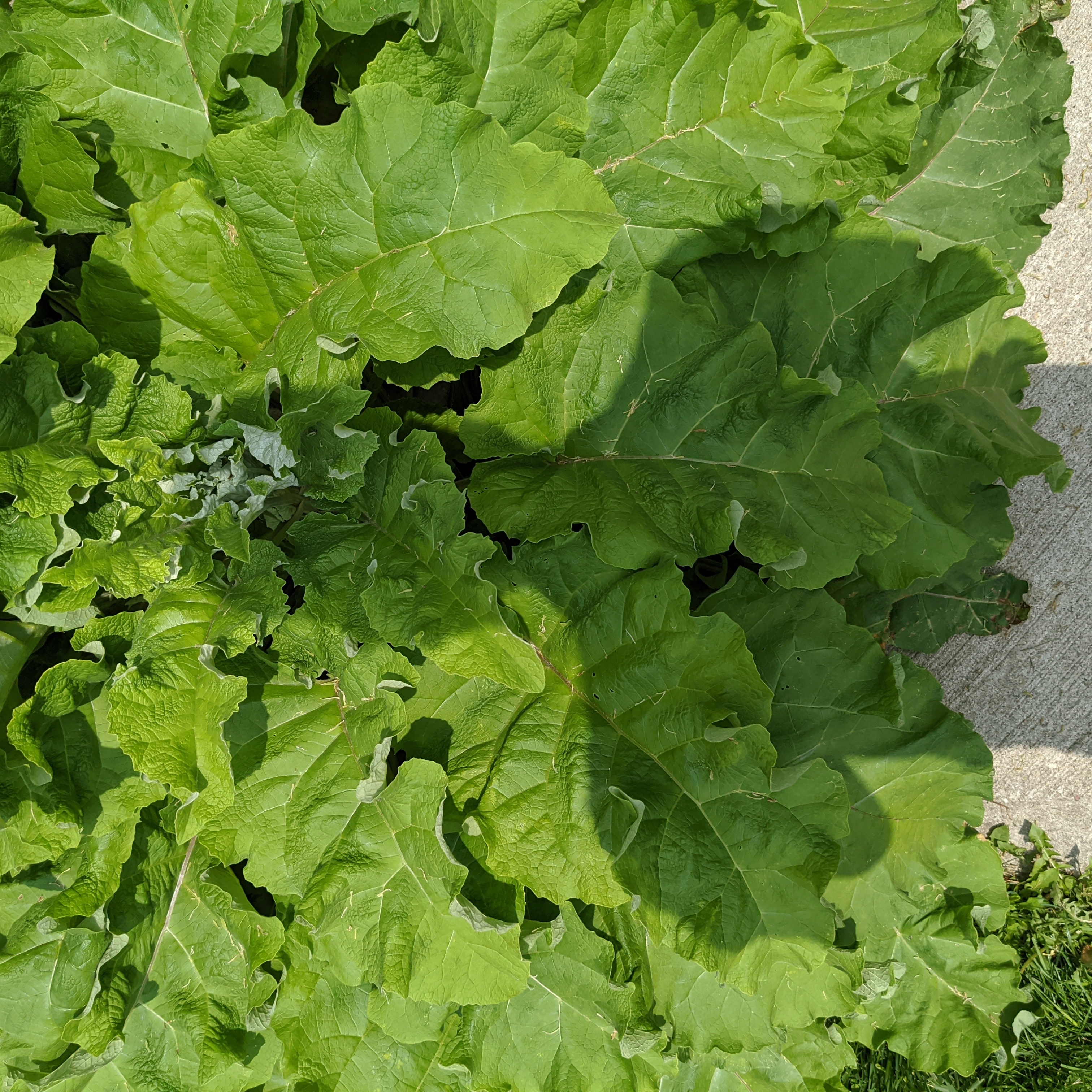 Image of Lesser Burdock plant with healthy green leaves.