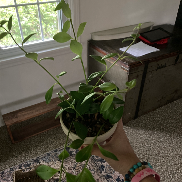 Variegated Lipstick Vine in a small pot held by a hand, with green leaves and no visible signs of disease.