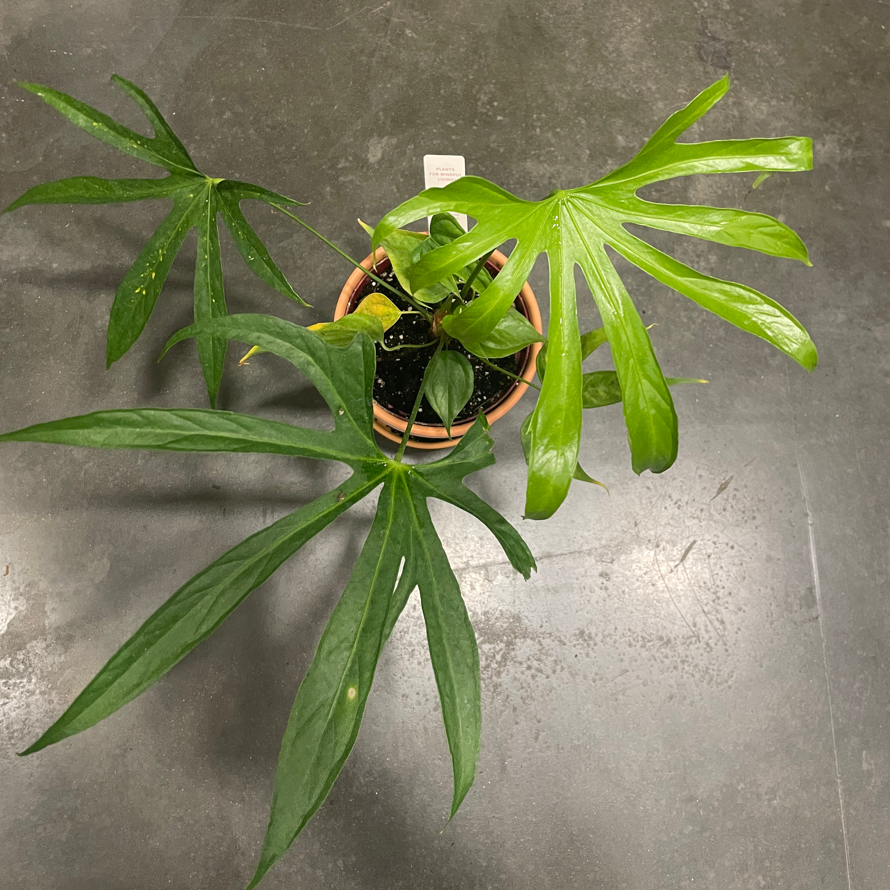 Potted Anthurium Fingers plant with elongated, finger-like green leaves.