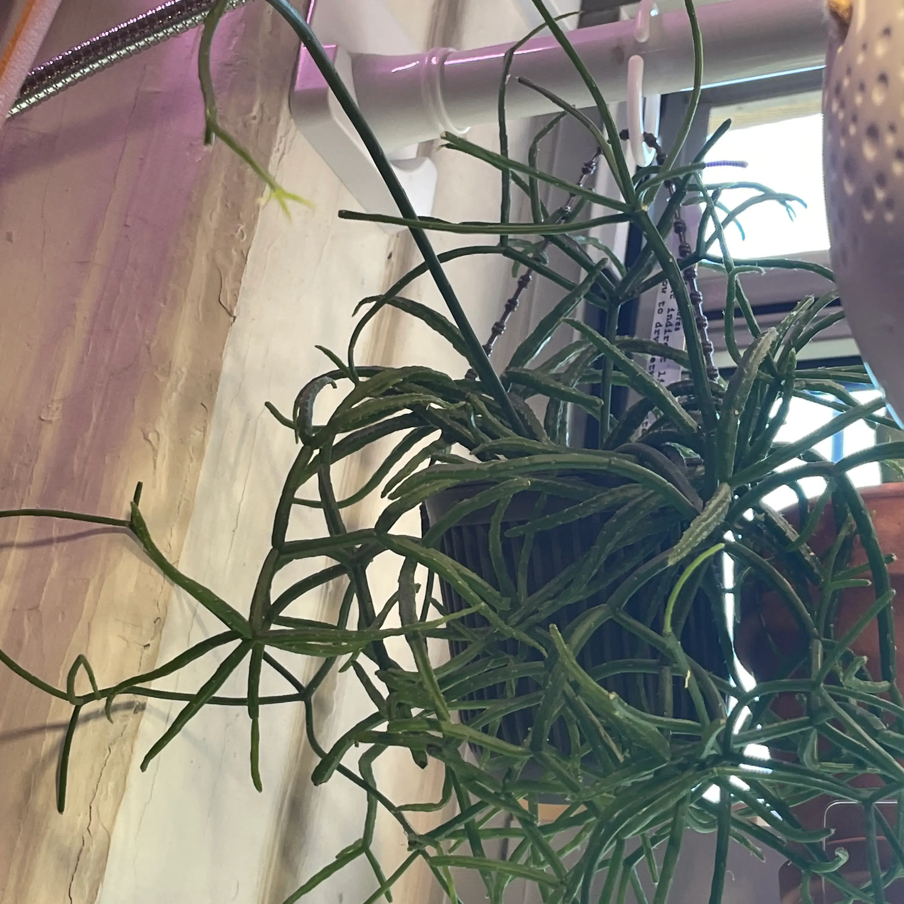 Photo of the plant species rhipsalis by @eljardindelia19 named Rhipsalis on Greg, the plant care app