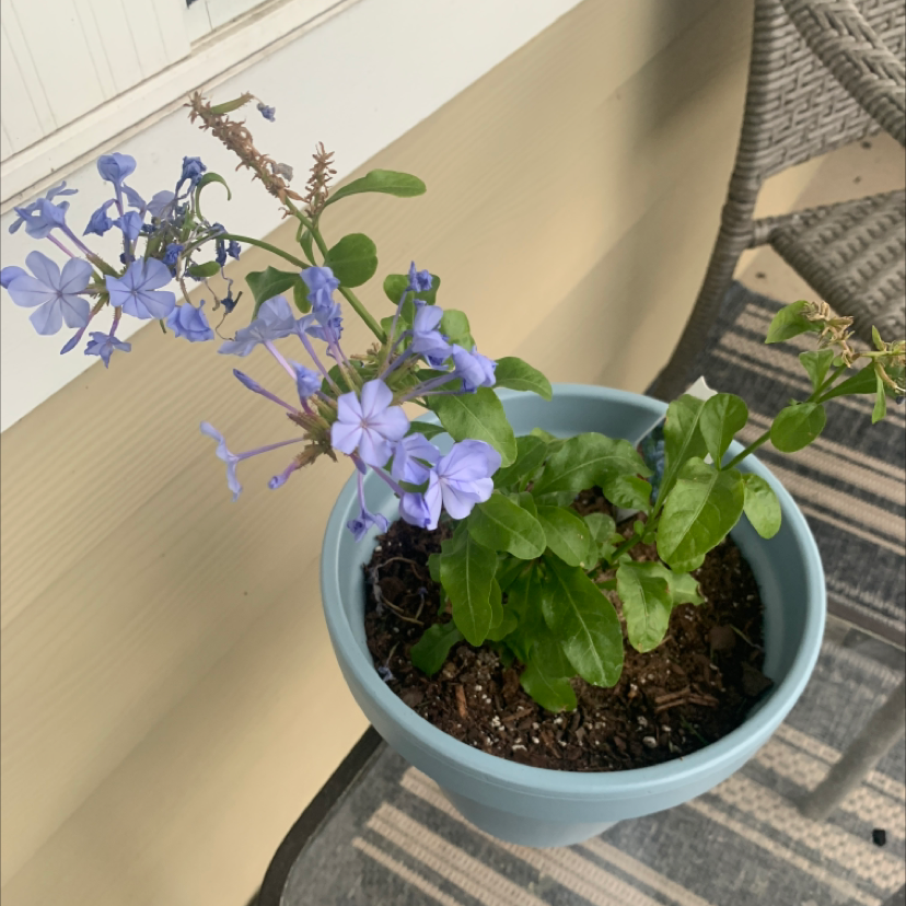 Blue Plumbago plant in a blue pot with blooming blue flowers and healthy green leaves.