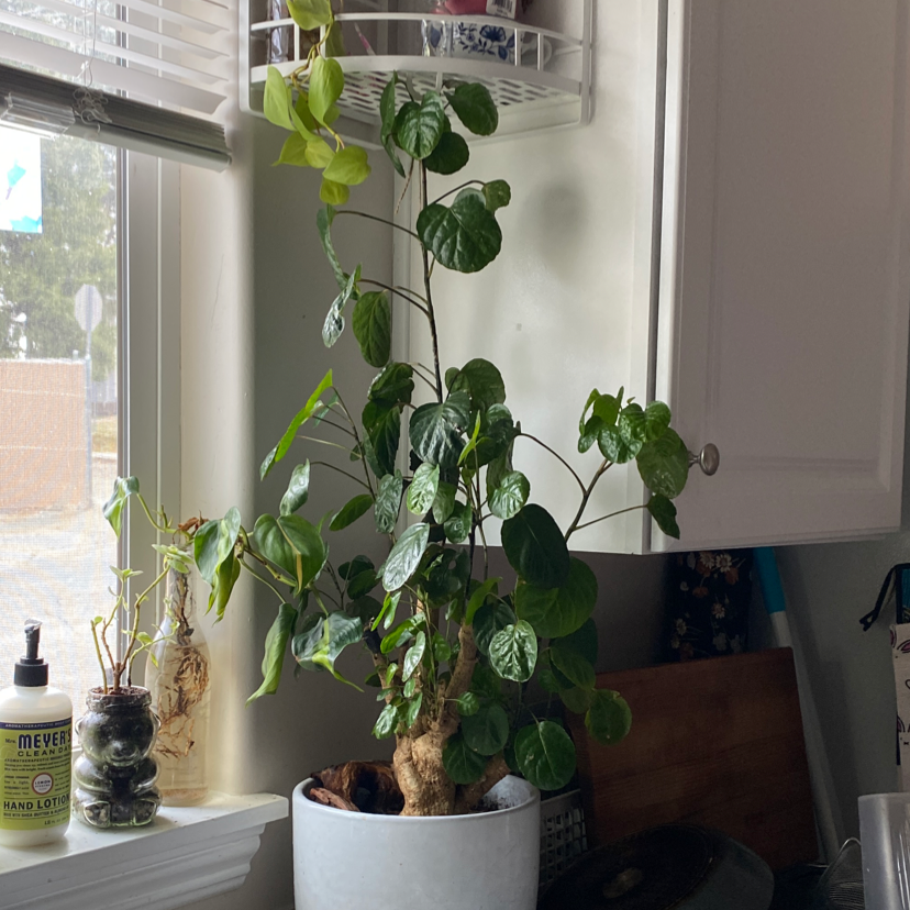 Fabian Aralia plant in a white pot near a window, appears healthy with vibrant green leaves.