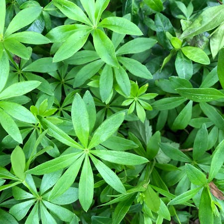 Photo of the plant species Galium Odoratum by Nationalwasabi named Your plant on Greg, the plant care app