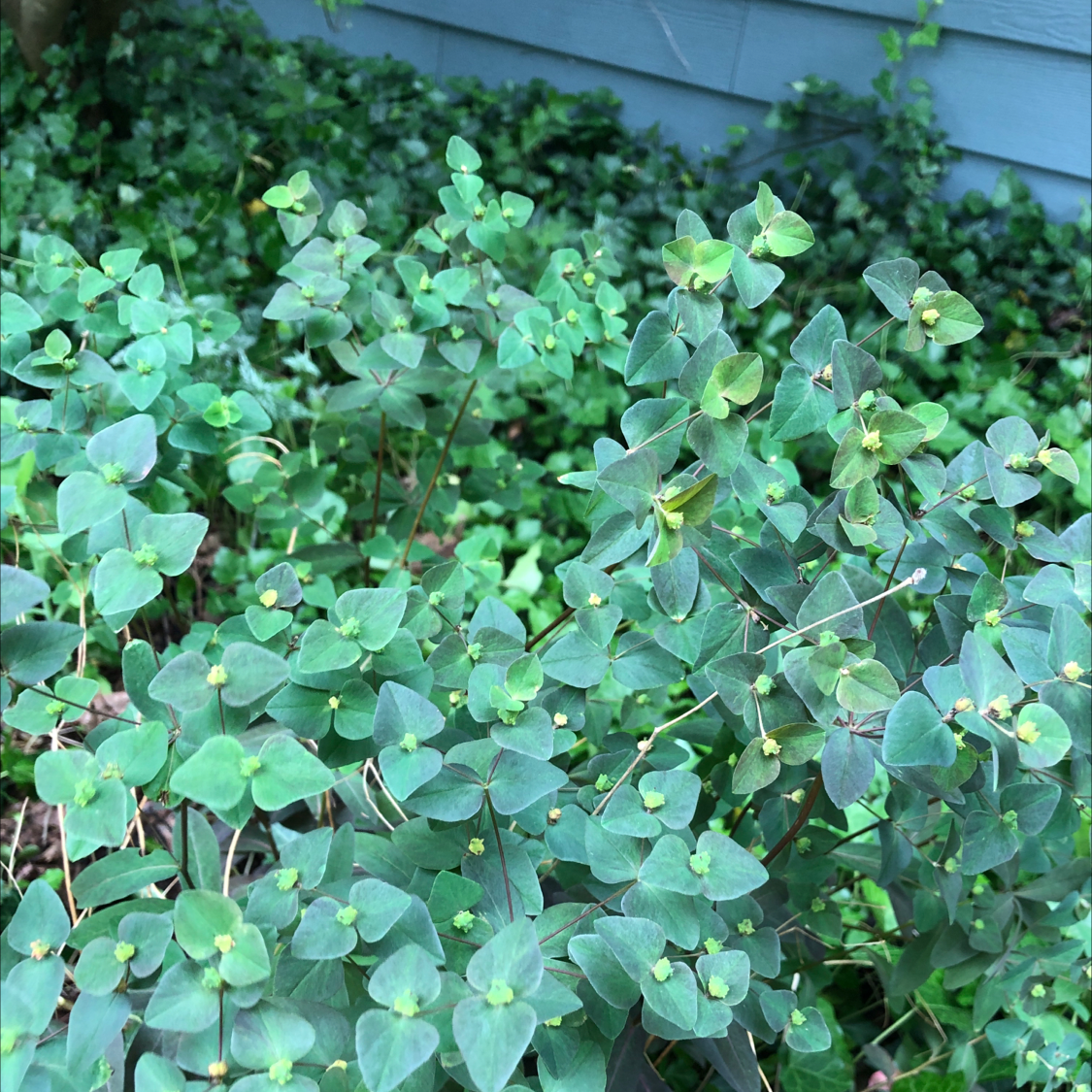 Photo of the plant species Sweet Spurge by @NationalWasabi named Your plant on Greg, the plant care app