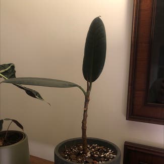 Burgundy Rubber Tree plant in Glenview, Illinois