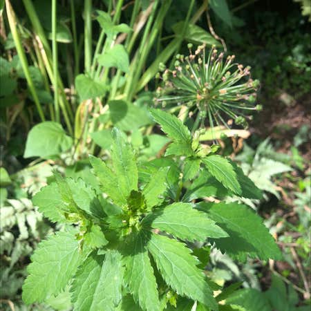 Photo of the plant species Clustered Blacksnakeroot by @NationalWasabi named Your plant on Greg, the plant care app