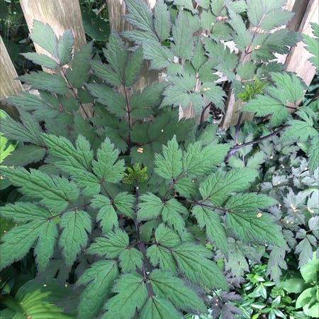 Photo of the plant species Black Baneberry by Nationalwasabi named Your plant on Greg, the plant care app