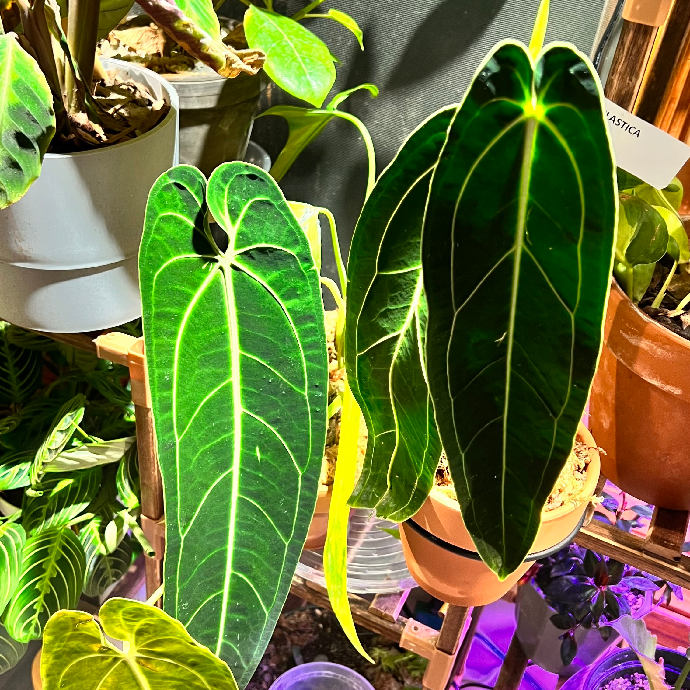 Anthurium warocqueanum plant with dark green leaves and white veins in an indoor setting.