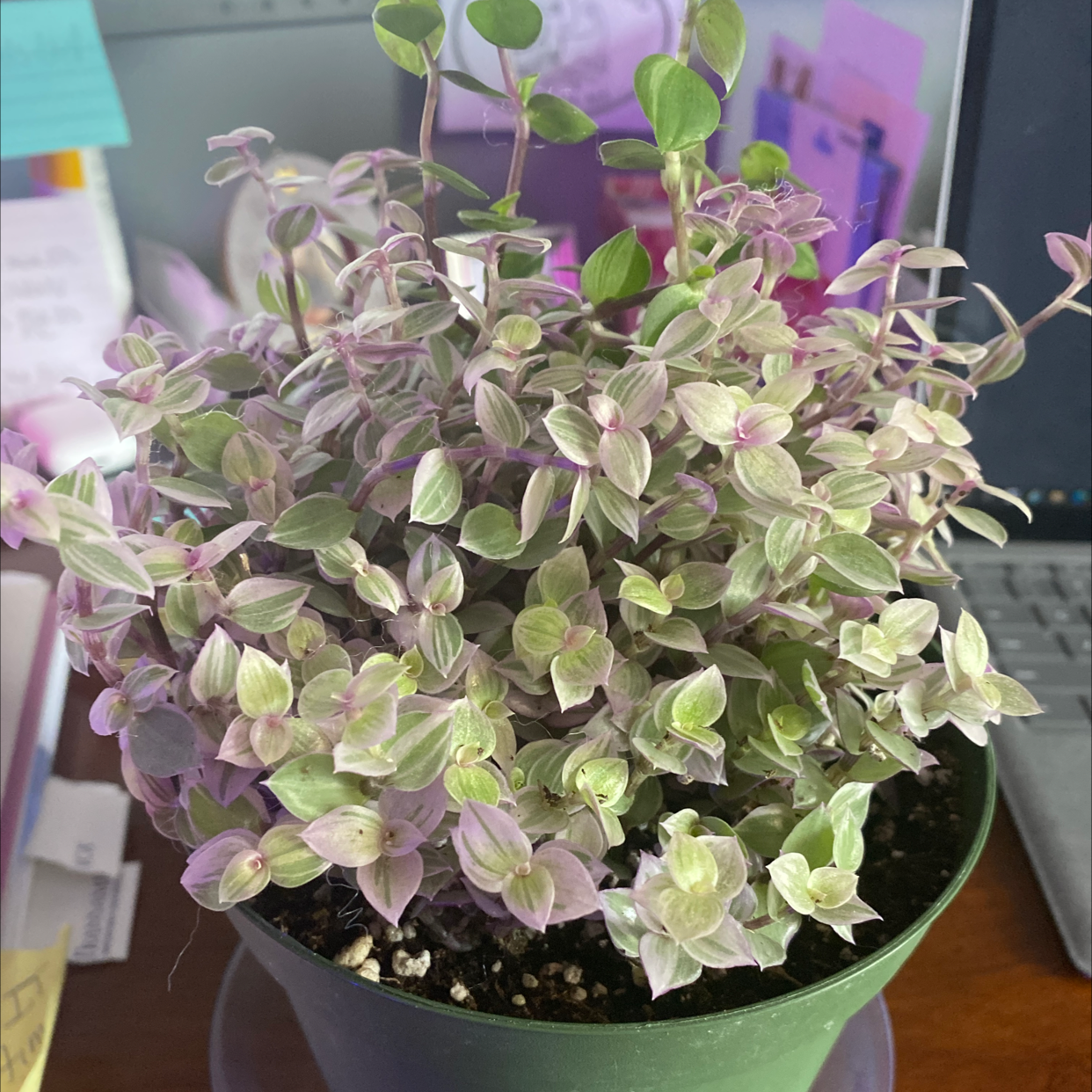 Potted Callisia Pink Panther plant with variegated leaves, healthy appearance.