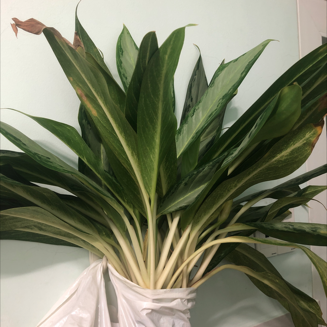 Variegated Shell Ginger plant with long green leaves, slight browning at tips.