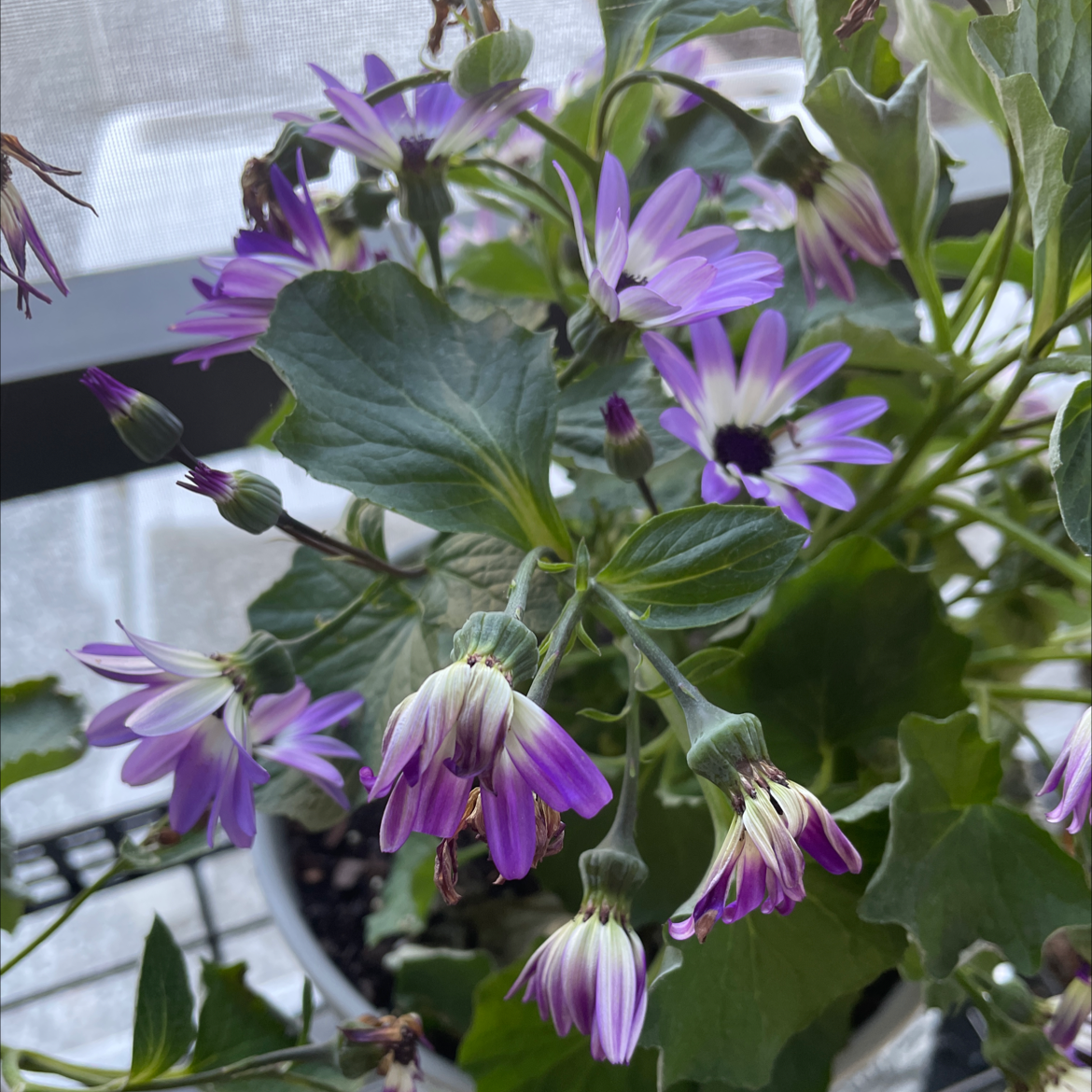 Photo of the plant species Purple Daisy by @YeahCatpalm named Prince on Greg, the plant care app