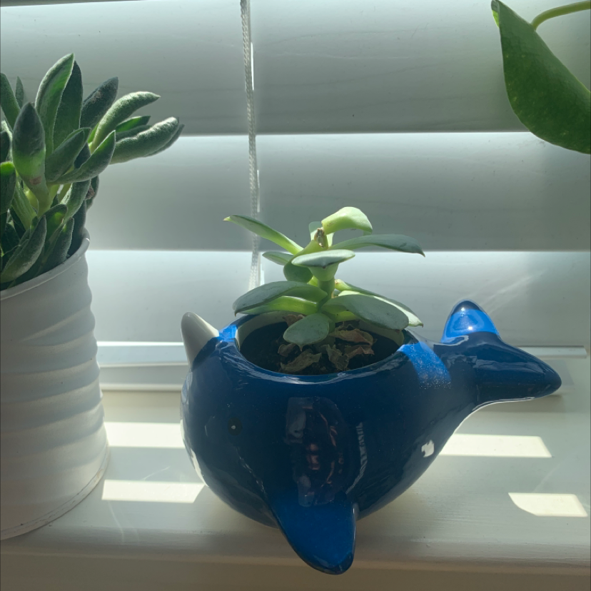 Echeveria Runyonii in a blue whale-shaped pot on a windowsill with another plant in the background.